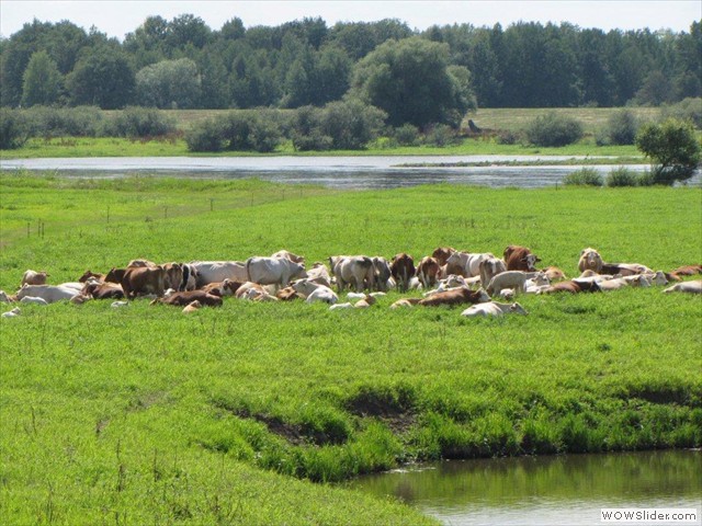 Elbe 